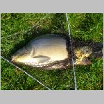 Popelov 17.9.2008 -45.jpg